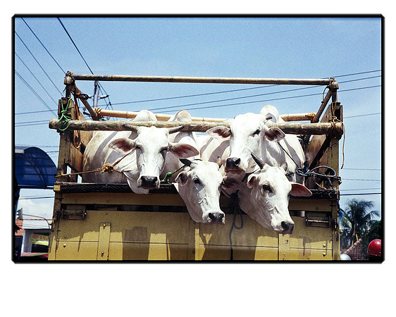Indonesian Cows
